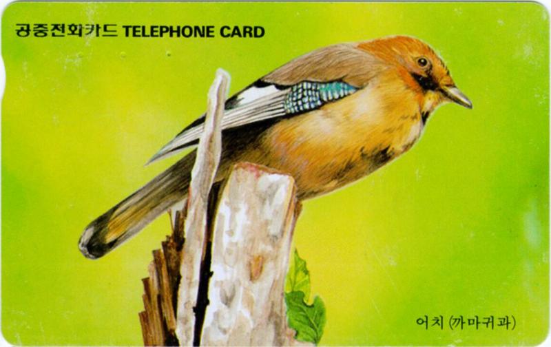 KoreanBird-EurasianCommonJay J01-Perching on broken tree top.jpg