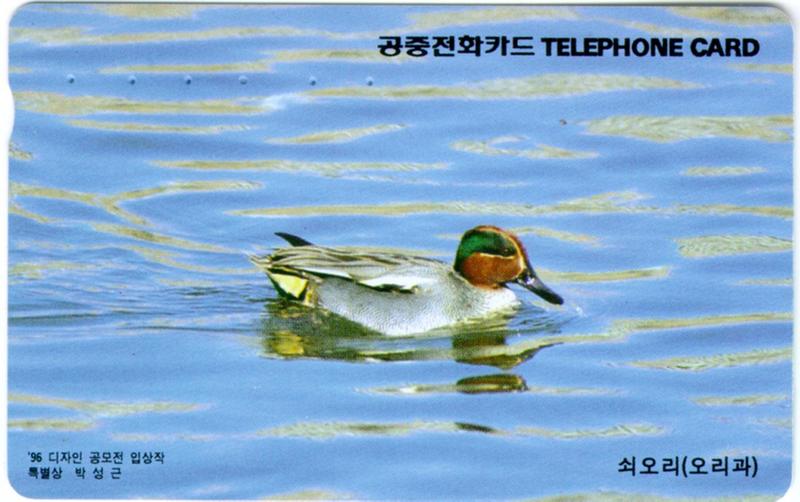 KoreanBird-WildDuck-CommonTeal-Floating.jpg