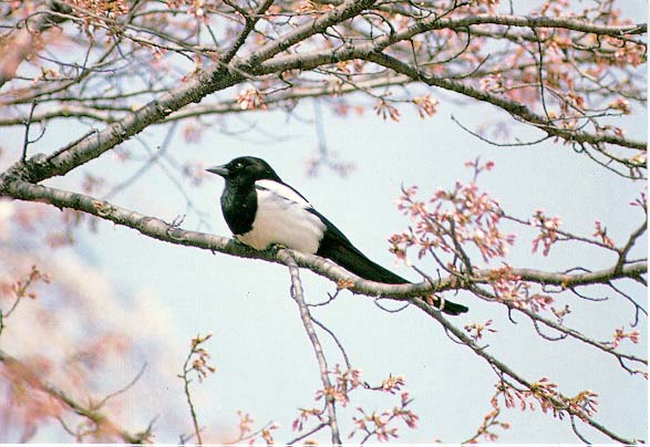 KoreanBird01-Black-billedMagpie-Perching on bloomed tree.jpg