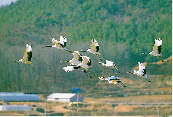 KoreanBird05-Red-crownedCrane-Flock starts flight.jpg