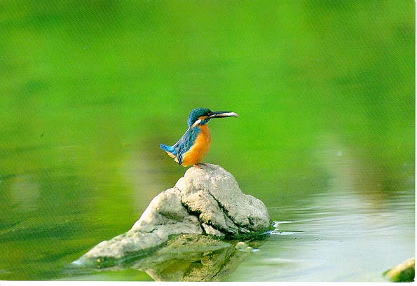 KoreanBird07-CommonKingfisher-On rock in river.jpg