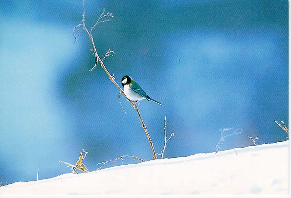 KoreanBird08-GreatTit-Perching on tree-SnowPlain.jpg