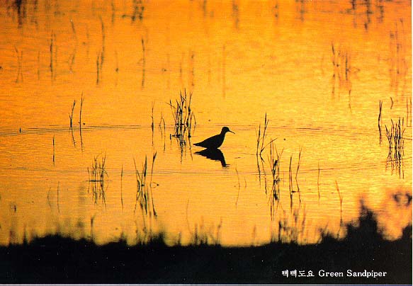 KoreanBird09-GreenSandpiper-in swamp.jpg
