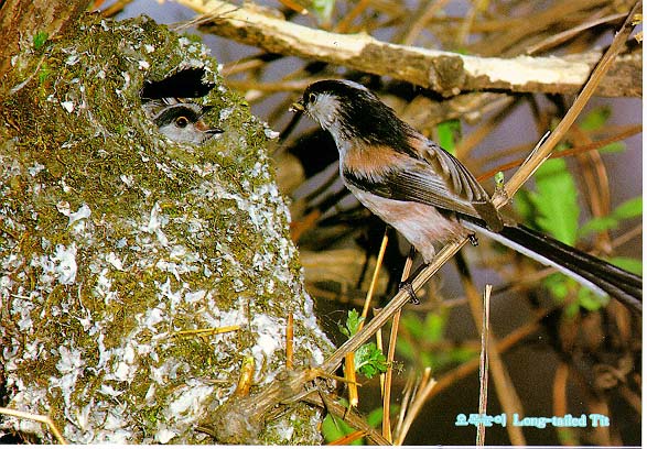 KoreanBird12-Long-tailedTit-Mom nursing chicks-Nest.jpg