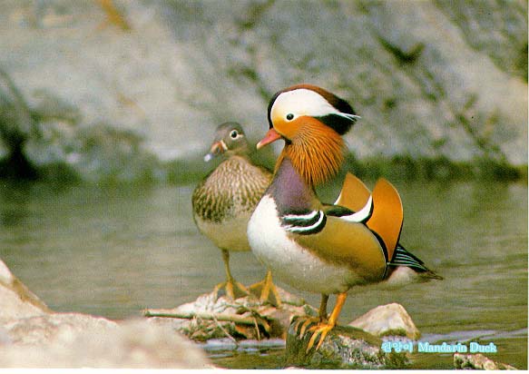 KoreanBird13-MandarinDucks-Pair-On water rock.jpg