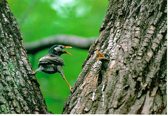 KoreanBird16-GrayStarling-Mom n chick-Tree hole nest.jpg