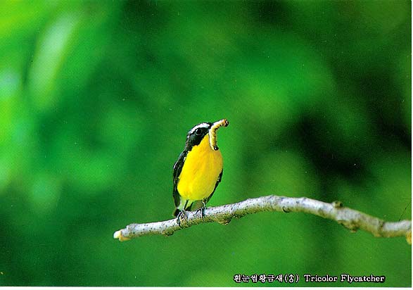 KoreanBird21-TricolorFlycatcher-on branch with worm in mouth.jpg
