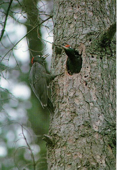 KoreanBird24-BlackWoodpecker-Tree hole nest.jpg