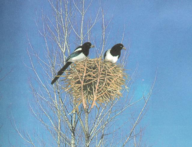 KoreanBird Black-billedMagpie J01-pair on nest-Painting.jpg