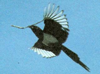 KoreanBird Black-billedMagpie J02-twig in mouth-in flight.jpg