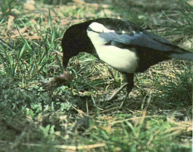 KoreanBird Black-billedMagpie J05-eating mouse carrion.jpg