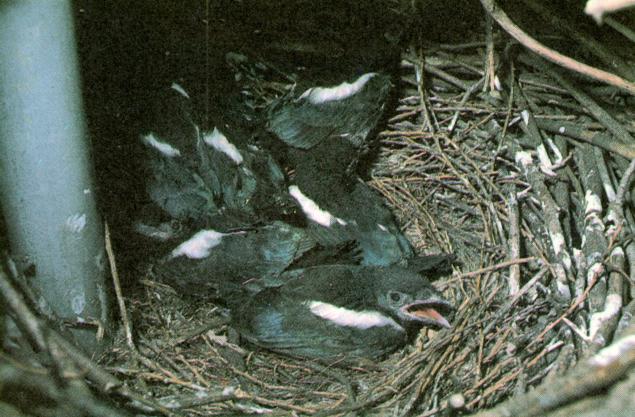 KoreanBird Black-billedMagpie J07-Spring-chicks in nest.jpg