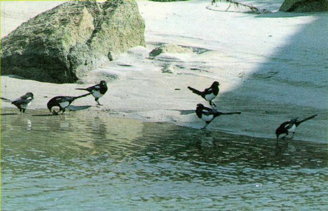 KoreanBird Black-billedMagpie J08-Summer-flock on water bank.jpg