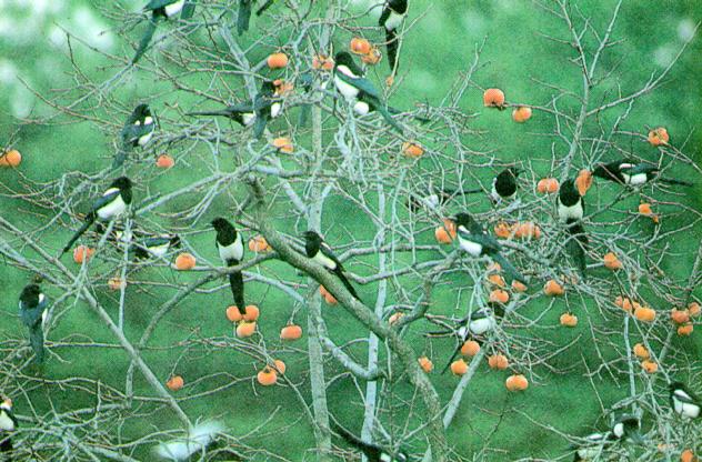 KoreanBird Black-billedMagpie J09-Autumn-flock on persimon tree.jpg
