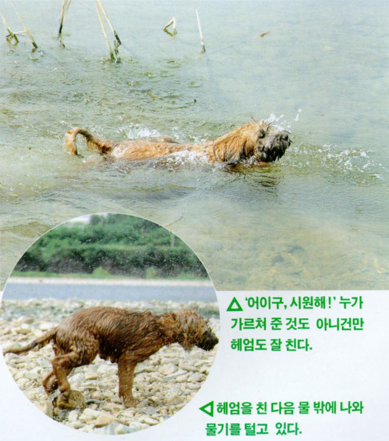 KoreanDog Sapsari J03-Swimming.jpg