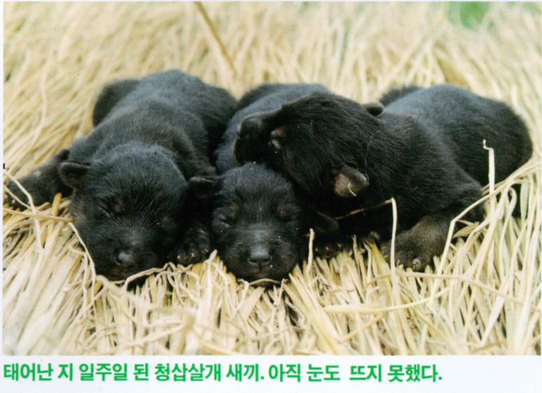 KoreanDog Sapsari J05-BlueBreedPuppies.jpg