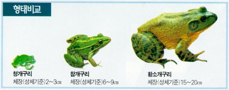 KoreanFauna Bullfrog J02-Comarison with Black-spottedFrog treefrog.jpg