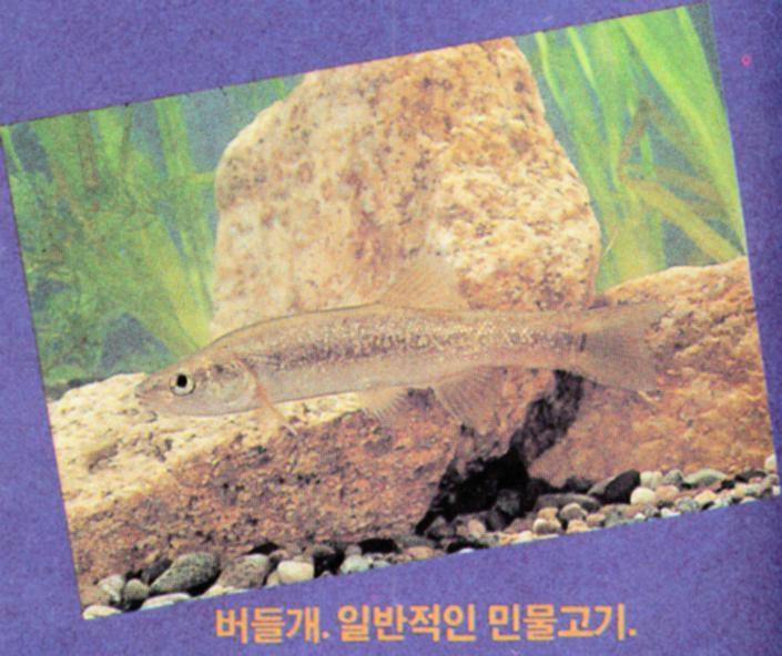 KoreanFish AmurMinnow J01.jpg