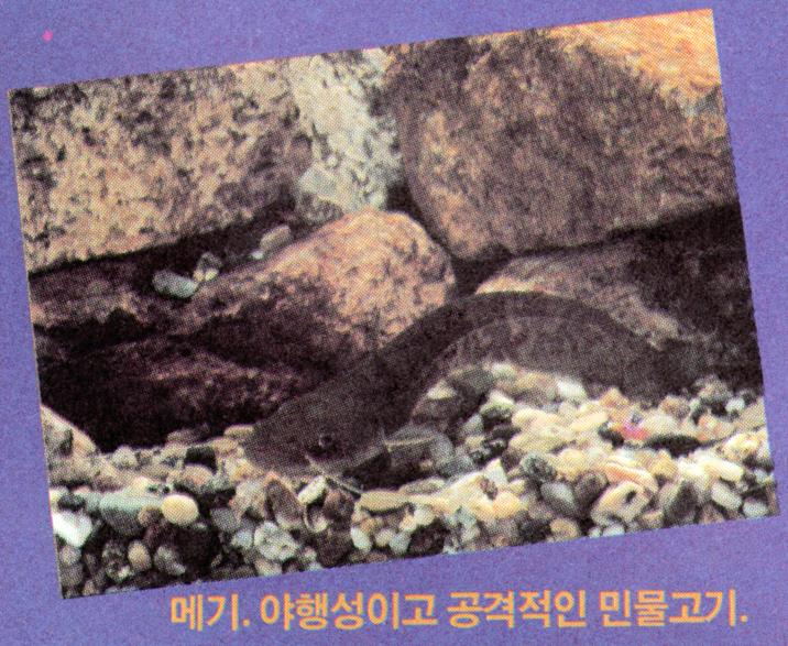 KoreanFish ChineseCatfish J01.jpg