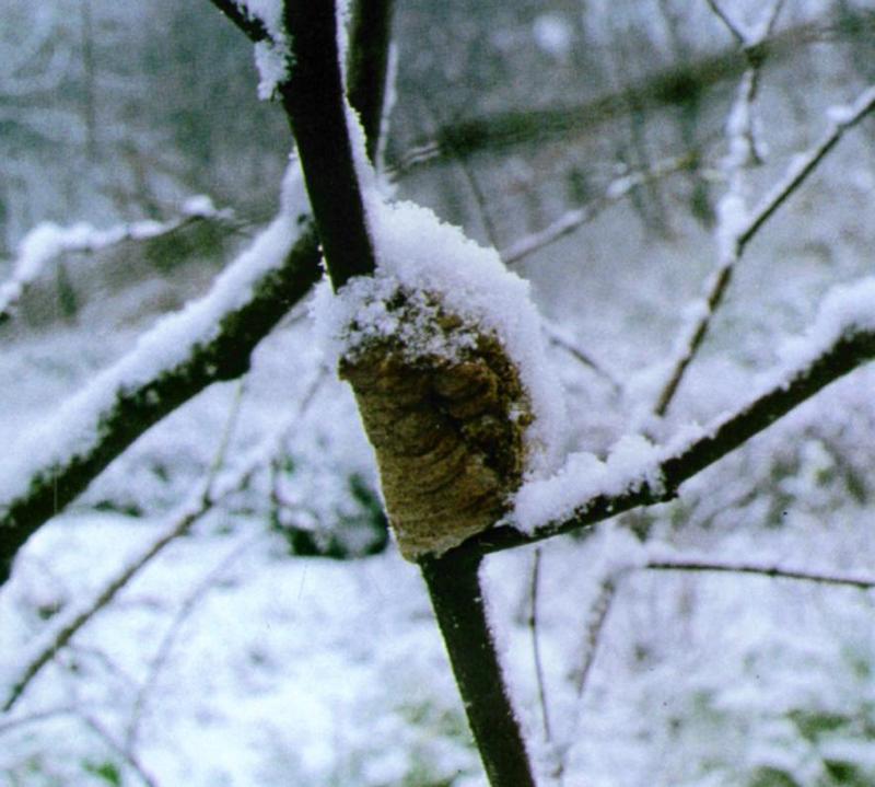 KoreanInsect-Mantis J01-Egg pouch on snow branch.jpg