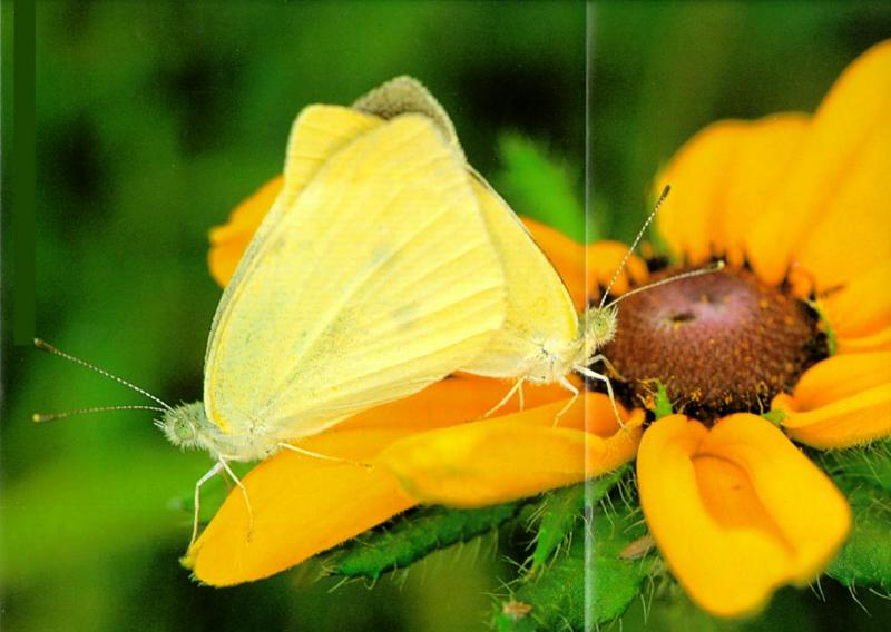 KoreanInsect CommonCabbageButterfly J01-mating pair on flower.jpg