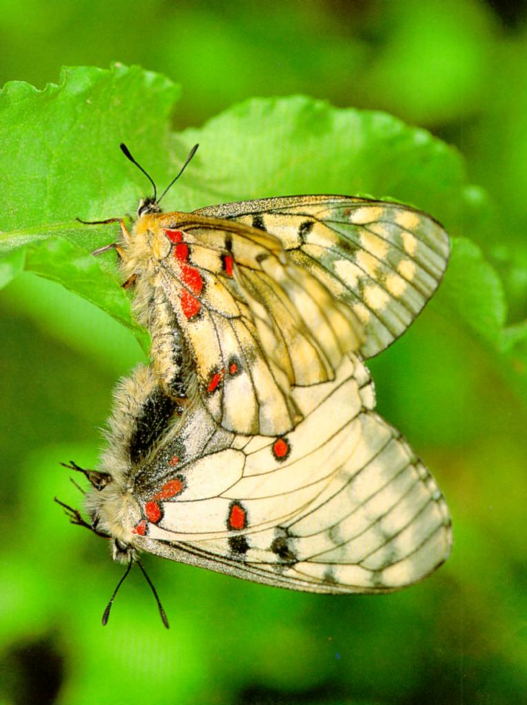 KoreanInsect Red-spottedApolloButterfly J01-mating.jpg