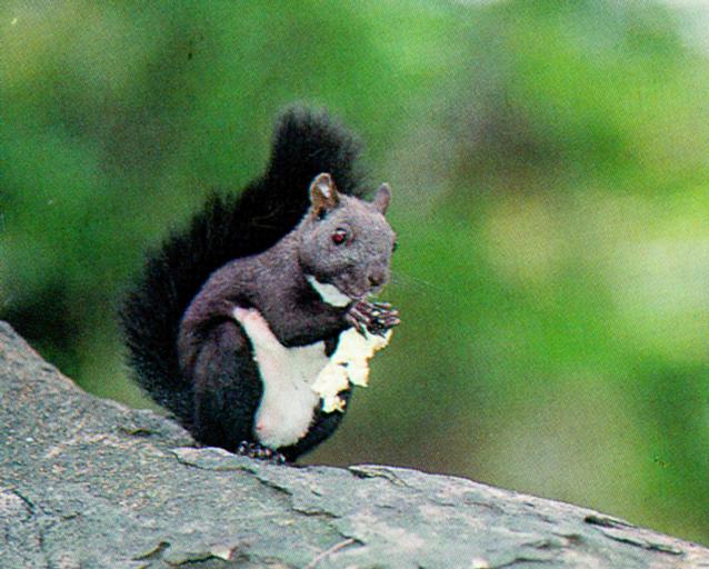 KoreanRodent TreeSquirrel J01-eating nut.jpg