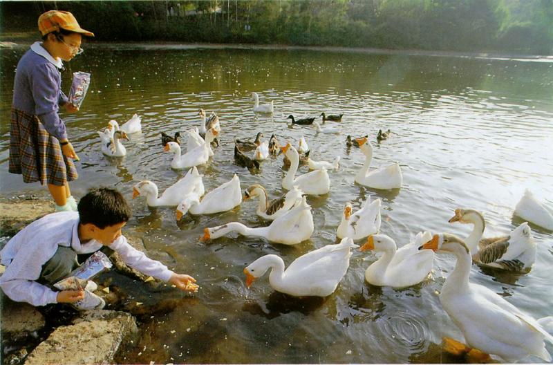 KoreanWaterFowl-DomesticGoose J05-Flock in pond.jpg