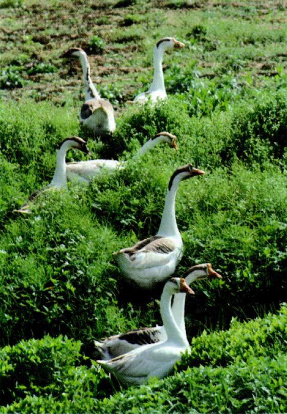 KoreanWaterFowl-DomesticGoose J09-Flock in grass bush.jpg