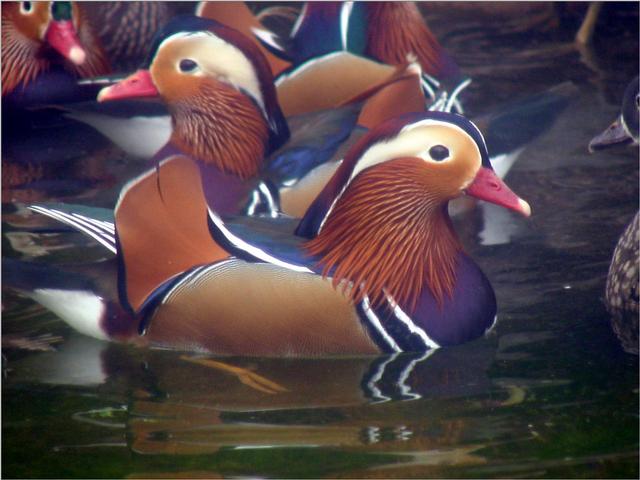 Korean Bird-Mandarin Ducks JS001-by Jinsuk Kim.jpg