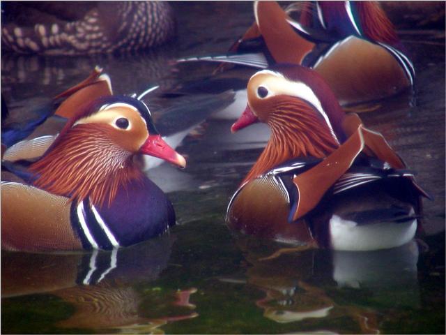 Korean Bird-Mandarin Ducks JS002-by Jinsuk Kim.jpg