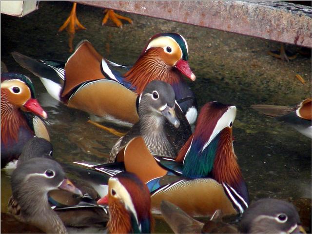 Korean Bird-Mandarin Ducks JS003-by Jinsuk Kim.jpg
