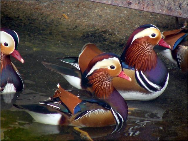 Korean Bird-Mandarin Ducks JS004-by Jinsuk Kim.jpg