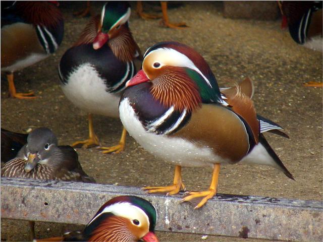Korean Bird-Mandarin Ducks JS005-by Jinsuk Kim.jpg