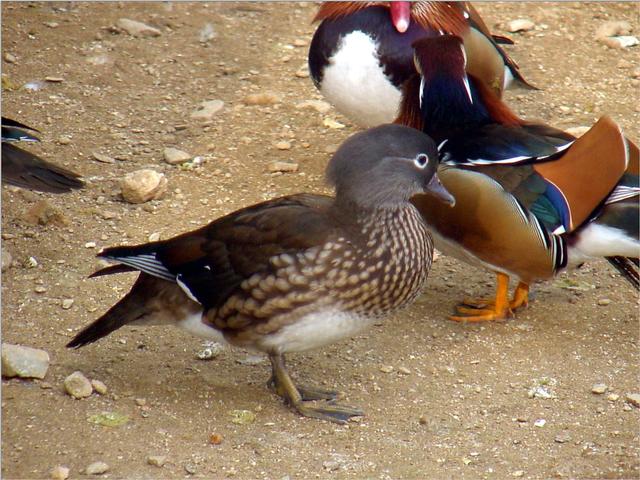 Korean Bird-Mandarin Ducks JS008-by Jinsuk Kim.jpg