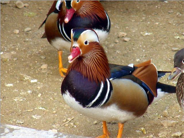 Korean Bird-Mandarin Ducks JS010-by Jinsuk Kim.jpg
