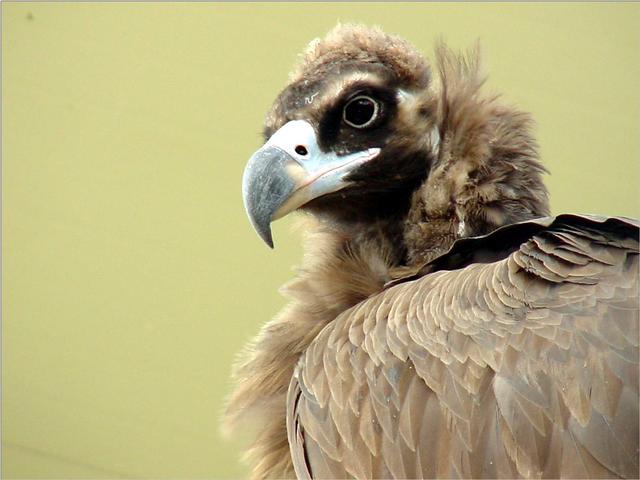 Korean Bird of Prey-Cinereous Vulture JS001-by Jinsuk Kim.jpg