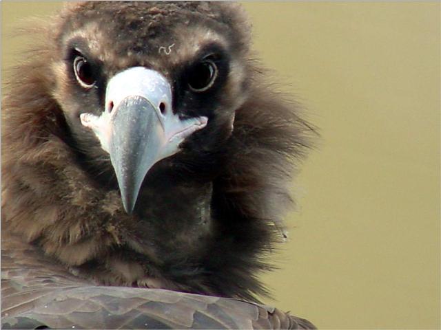 Korean Bird of Prey-Cinereous Vulture JS006-by Jinsuk Kim.jpg