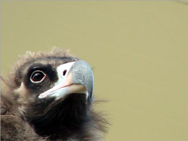 Korean Bird of Prey-Cinereous Vulture JS007-by Jinsuk Kim.jpg