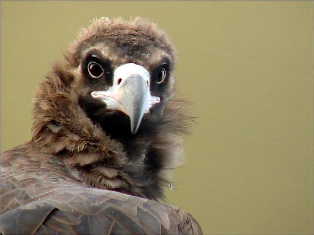Korean Bird of Prey-Cinereous Vulture JS010-by Jinsuk Kim.jpg