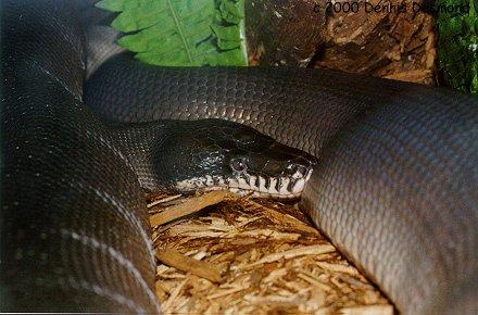 Leiopython albertisii01-D Albert s Python-by Dennis Desmond.jpg