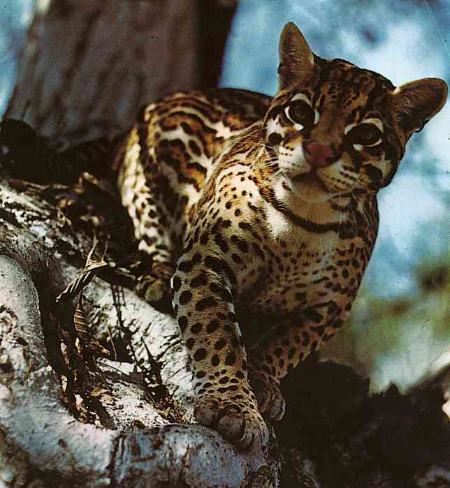 Leopardus-pardalis2TR-Ocelot-by Trudie Waltman.jpg