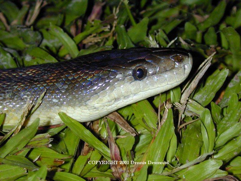 Liasis fuscus16-Water Python-by Dennis Desmond.jpg