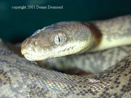 Liasis mackloti06a-Freckled or Macklot s Python-by Dennis Desmond.jpg