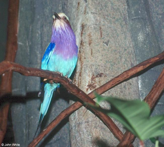 Lilac-breasted Roller 400-by John White.jpg