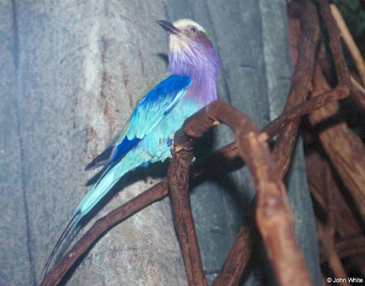 Lilac-breasted Roller 401-by John White.jpg