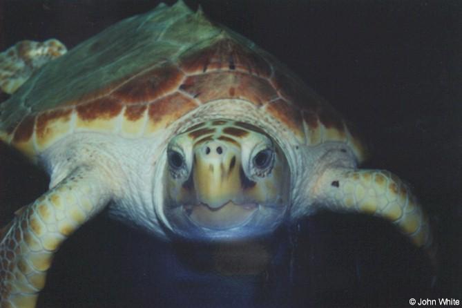 Loggerhead Turtle1 2-by John White.jpg