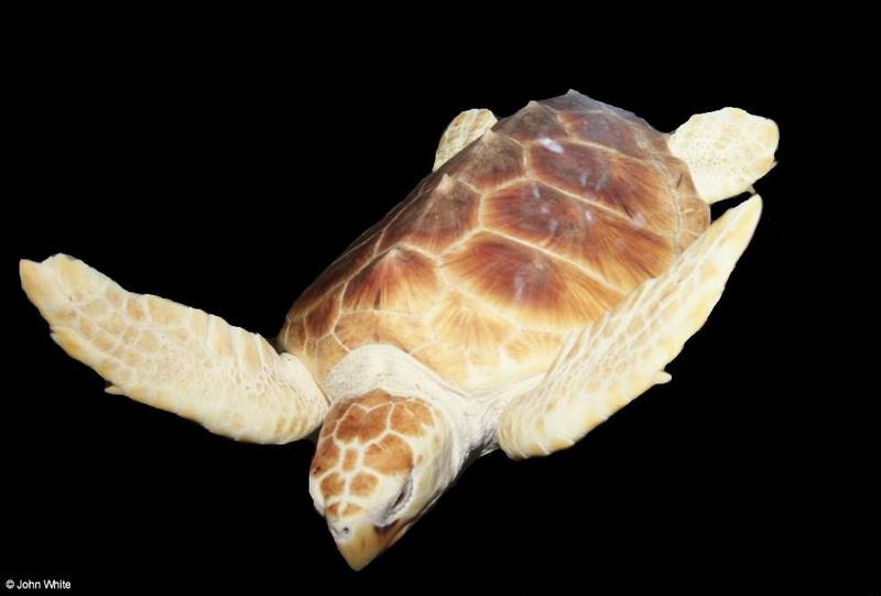 Loggerhead sea turtle 2001001-by John White.jpg