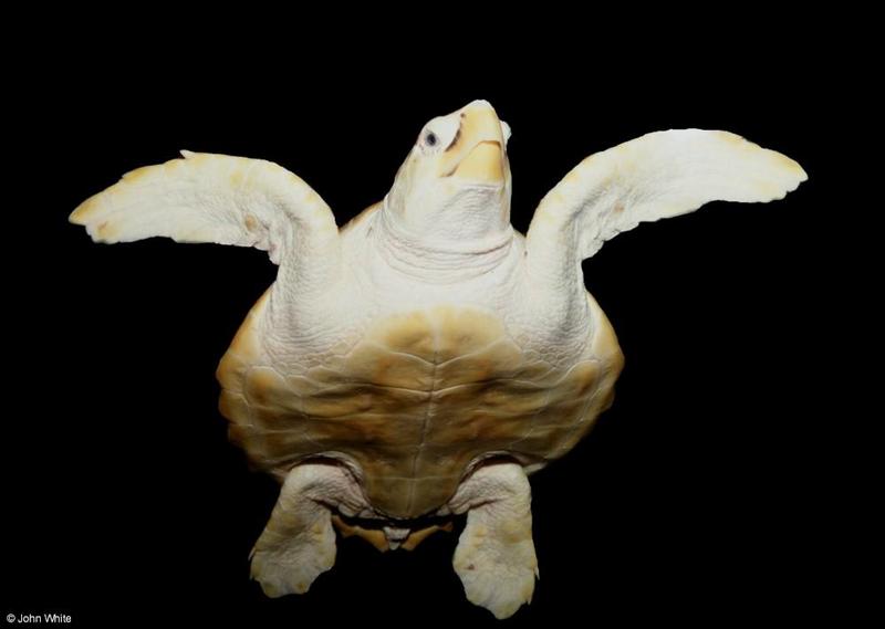 Loggerhead sea turtle 2001002-by John White.jpg