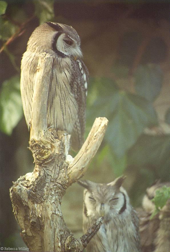 London Zoo 1994 White-faced scops owls-by Rebecca Willey.jpg